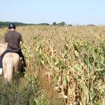 Ausritt mit Freunden im Sommer