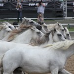 Lorenzo in der Horse Power Show