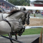 Lorenzo in der Horse Power Show